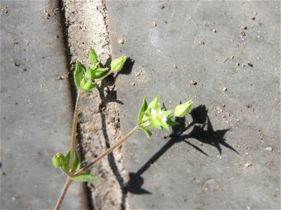Quendel-Sandkraut (Arenaria serpyllifolia) in Saarbrücken