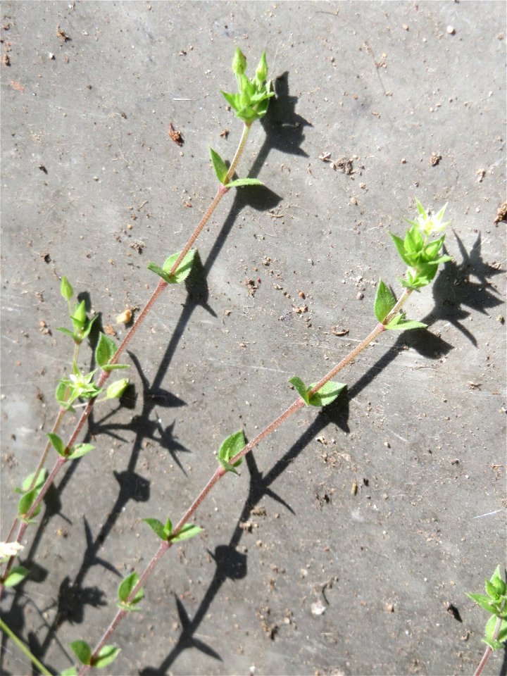 Quendel-Sandkraut (Arenaria serpyllifolia) in Saarbrücken