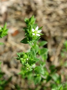 Ritzen-Botanik: Quendel-Sandkraut (Arenaria serpyllifolia) in Hockenheim