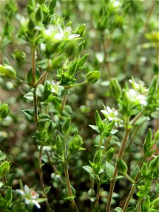 Ritzen-Botanik: Das winzige Quendel-Sandkraut (Arenaria serpyllifolia) in Hockenheim