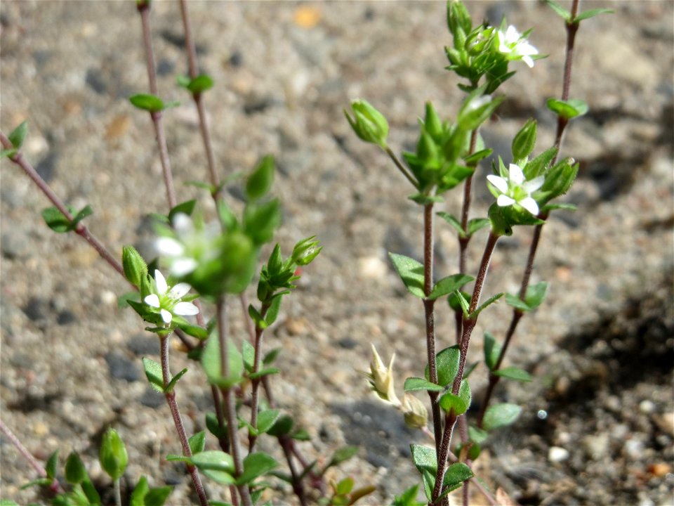 Ritzen-Botanik: Das winzige Quendel-Sandkraut (Arenaria serpyllifolia) in Hockenheim