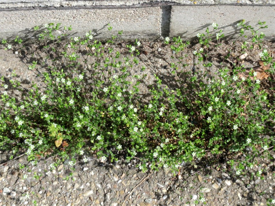 Ritzen-Botanik: Das winzige Quendel-Sandkraut (Arenaria serpyllifolia) in Hockenheim