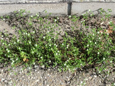 Ritzen-Botanik: Das winzige Quendel-Sandkraut (Arenaria serpyllifolia) in Hockenheim