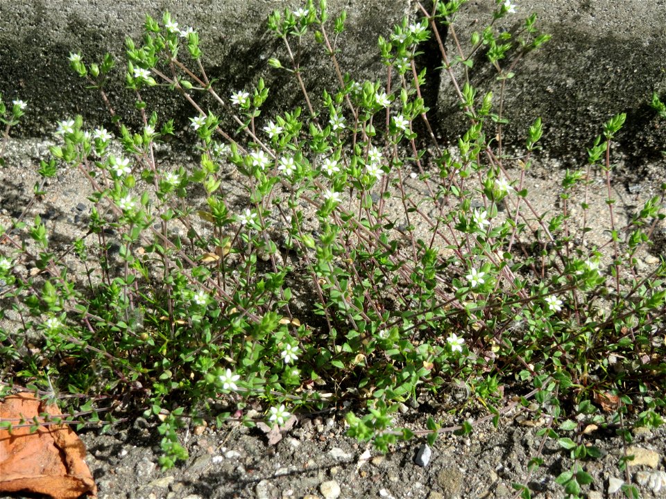 Ritzen-Botanik: Das winzige Quendel-Sandkraut (Arenaria serpyllifolia) in Hockenheim