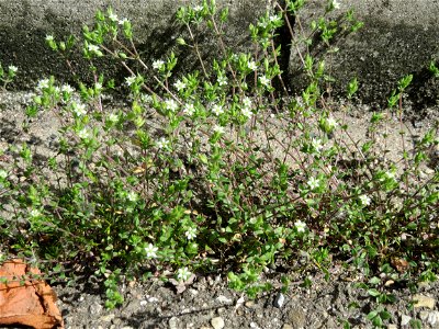 Ritzen-Botanik: Das winzige Quendel-Sandkraut (Arenaria serpyllifolia) in Hockenheim