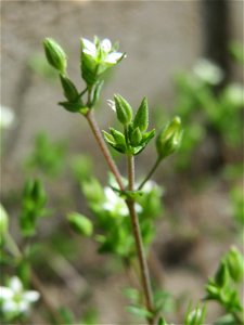 Ritzen-Botanik: Das winzige Quendel-Sandkraut (Arenaria serpyllifolia) in Hockenheim