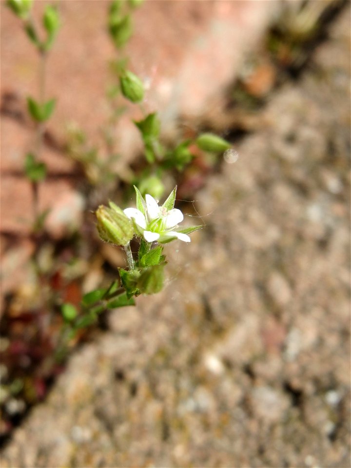 Ritzen-Botanik: Quendel-Sandkraut (Arenaria serpyllifolia) in Hockenheim