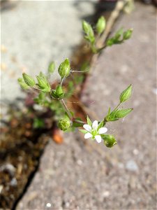 Ritzen-Botanik: Quendel-Sandkraut (Arenaria serpyllifolia) in Hockenheim