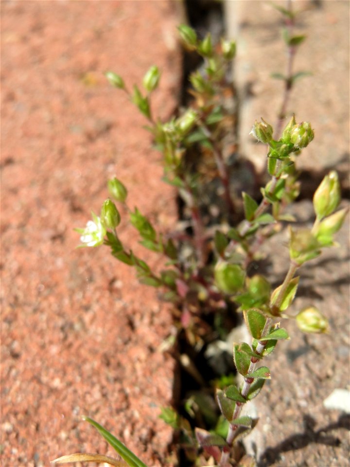 Ritzen-Botanik: Das winzige Quendel-Sandkraut (Arenaria serpyllifolia) in Hockenheim