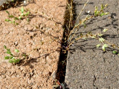 Ritzen-Botanik: Das winzige Quendel-Sandkraut (Arenaria serpyllifolia) in Hockenheim