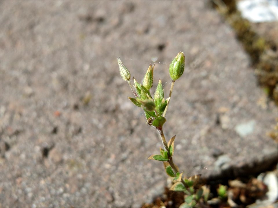Ritzen-Botanik: Das winzige Quendel-Sandkraut (Arenaria serpyllifolia) in Hockenheim