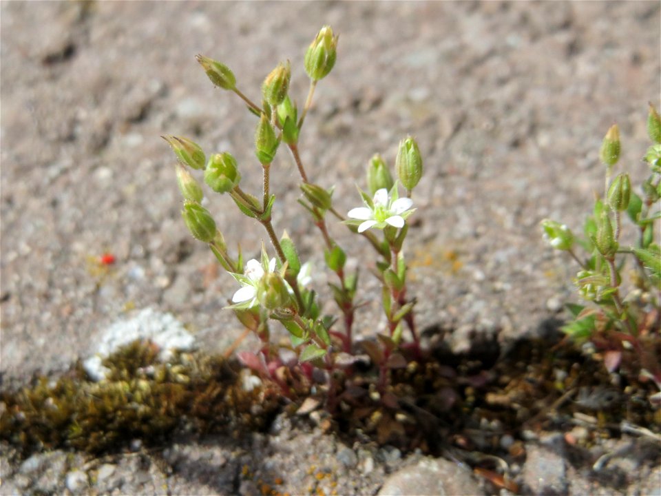 Ritzen-Botanik: Das winzige Quendel-Sandkraut (Arenaria serpyllifolia) in Hockenheim