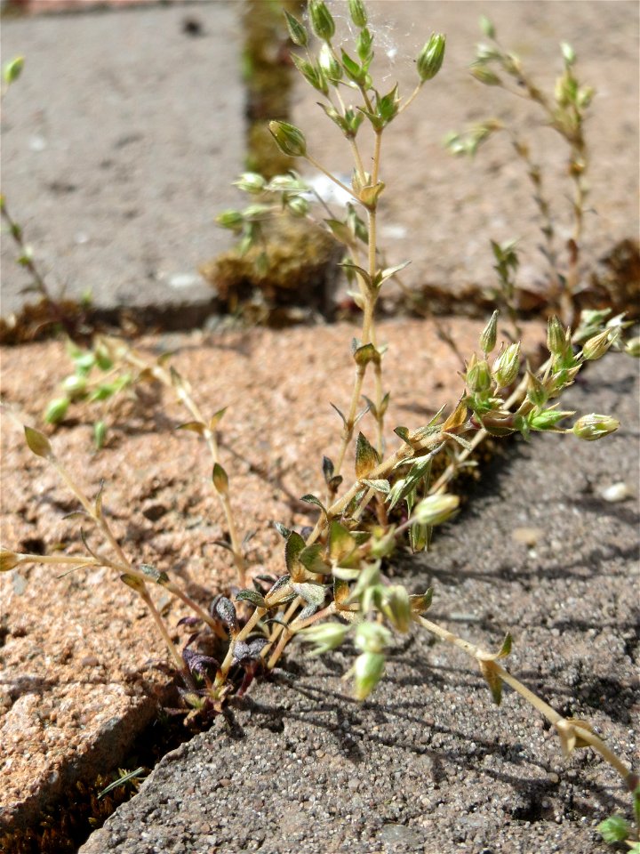 Ritzen-Botanik: Das winzige Quendel-Sandkraut (Arenaria serpyllifolia) in Hockenheim