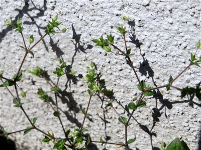 Ritzen-Botanik: Quendel-Sandkraut (Arenaria serpyllifolia) in Hockenheim