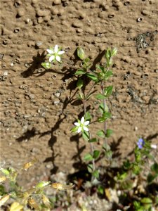 Ritzen-Botanik: Quendel-Sandkraut (Arenaria serpyllifolia) in Hockenheim
