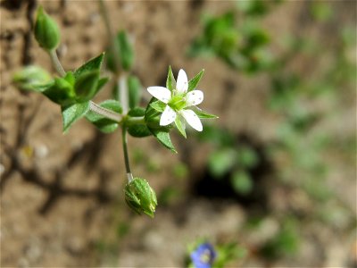 Ritzen-Botanik: Quendel-Sandkraut (Arenaria serpyllifolia) in Hockenheim