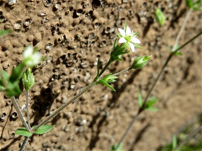 Ritzen-Botanik: Quendel-Sandkraut (Arenaria serpyllifolia) in Hockenheim
