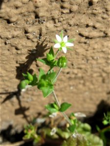 Ritzen-Botanik: Quendel-Sandkraut (Arenaria serpyllifolia) in Hockenheim
