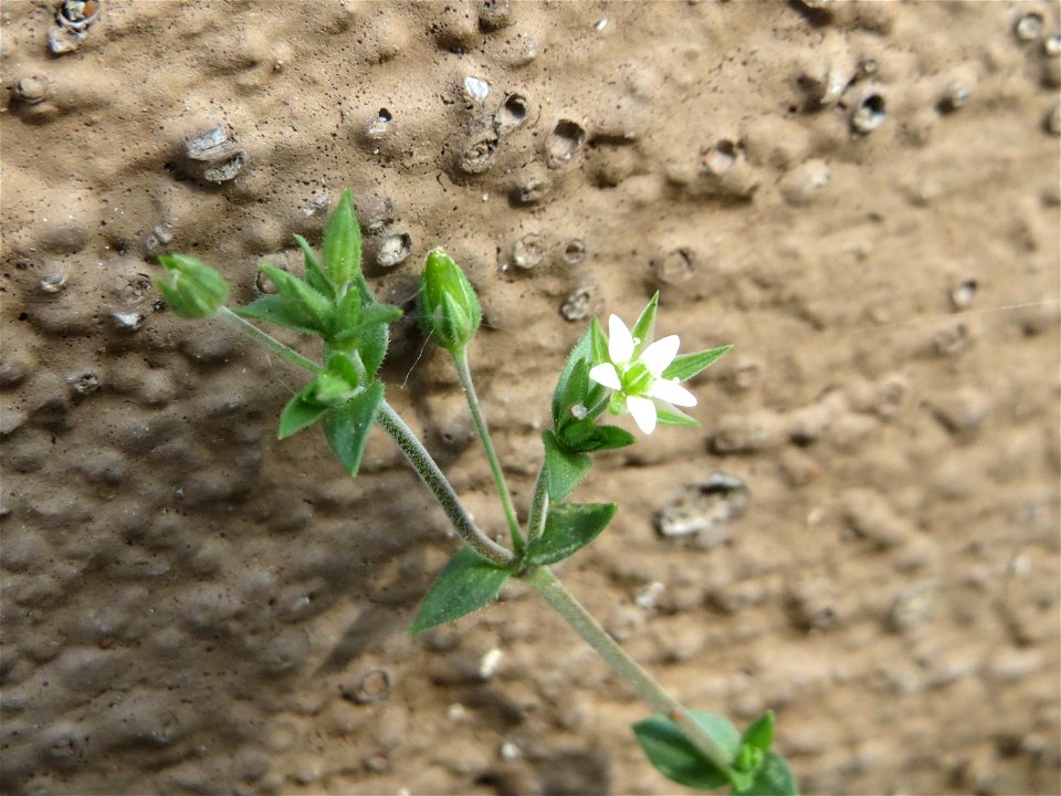 Ritzenbotanik: Ritzen-Botanik: Quendel-Sandkraut (Arenaria serpyllifolia) in Hockenheim