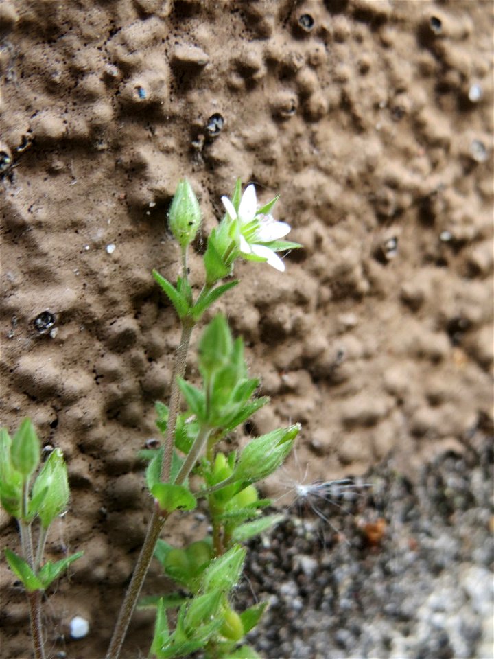 Ritzenbotanik: Quendel-Sandkraut (Arenaria serpyllifolia) in Hockenheim