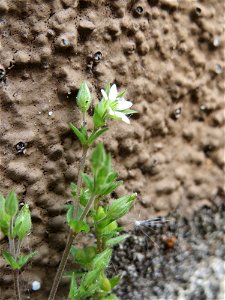 Ritzenbotanik: Quendel-Sandkraut (Arenaria serpyllifolia) in Hockenheim