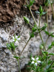 Ritzenbotanik: Quendel-Sandkraut (Arenaria serpyllifolia) in Hockenheim