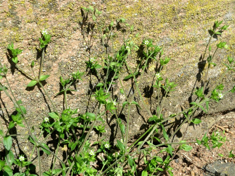 Ritzenbotanik: Quendel-Sandkraut (Arenaria serpyllifolia) in Saarbrücken