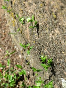 Ritzenbotanik: Quendel-Sandkraut (Arenaria serpyllifolia) in Saarbrücken