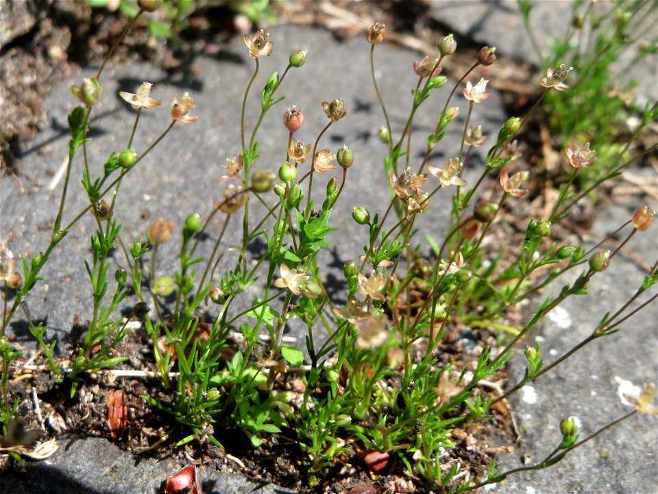 Ritzenbotanik: Quendel-Sandkraut (Arenaria serpyllifolia) in Saarbrücken