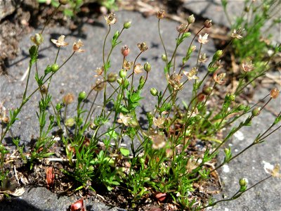 Ritzenbotanik: Quendel-Sandkraut (Arenaria serpyllifolia) in Saarbrücken