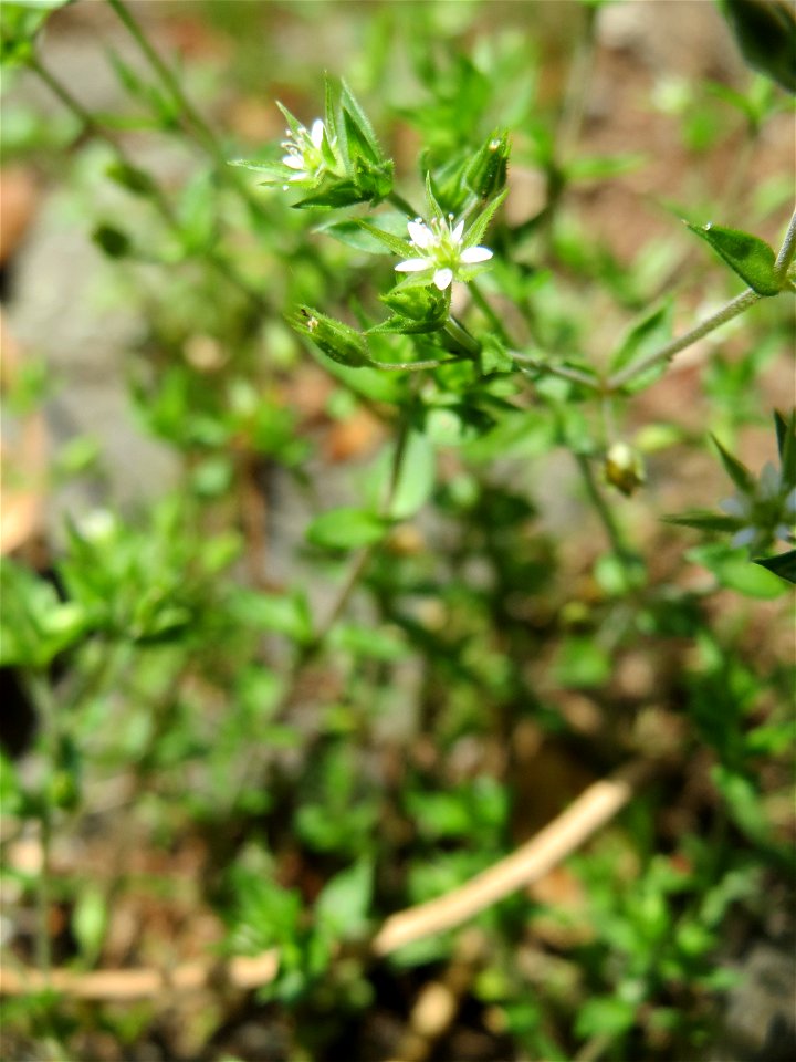 Ritzenbotanik: Quendel-Sandkraut (Arenaria serpyllifolia) in Saarbrücken