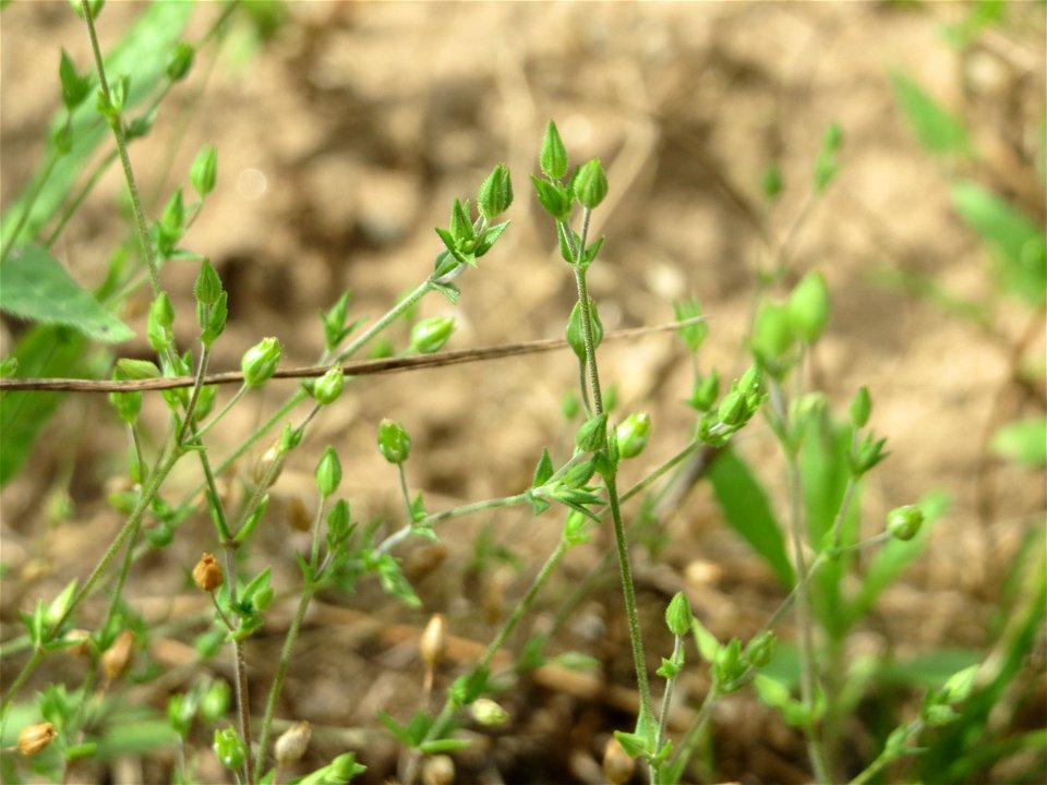 Quendel-Sandkraut (Arenaria serpyllifolia) auf einer Brachfläche zum Schutz der Haubenlerche beim Dänischen Lager bei Hockenheim