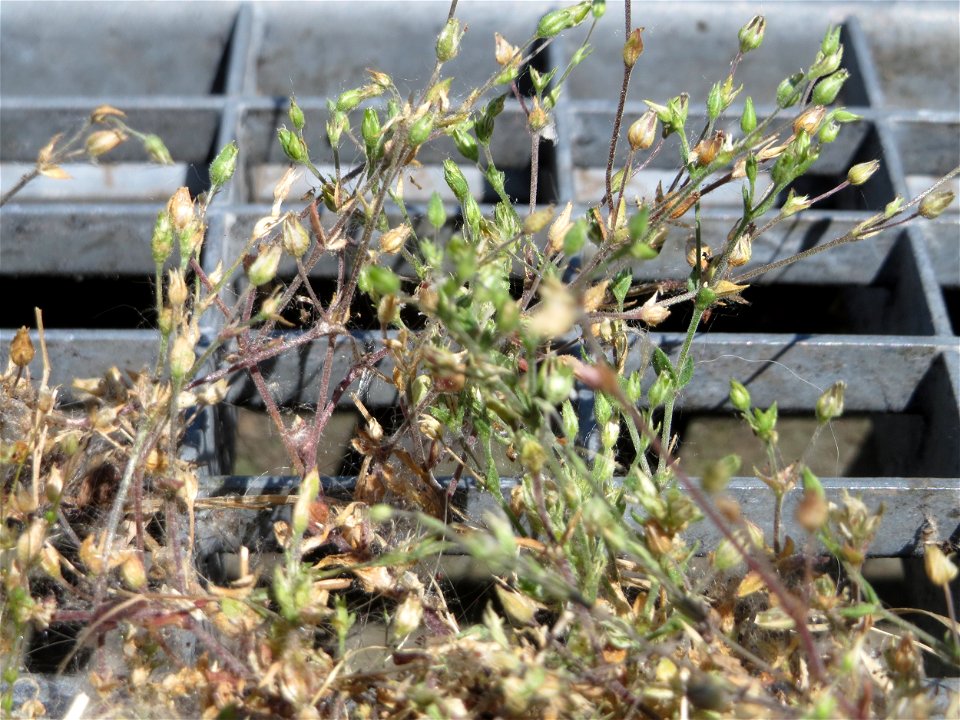 Ritzenbotanik: Quendel-Sandkraut (Arenaria serpyllifolia) in Hockenheim