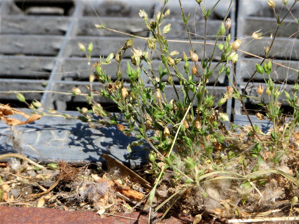 Ritzenbotanik: Quendel-Sandkraut (Arenaria serpyllifolia) in Hockenheim