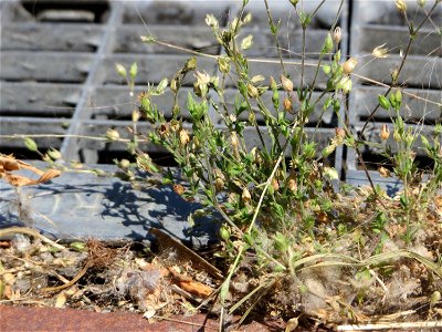 Ritzenbotanik: Quendel-Sandkraut (Arenaria serpyllifolia) in Hockenheim