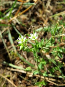 Ritzenbotanik: Quendel-Sandkraut (Arenaria serpyllifolia) an der A 620 in Alt-Saarbrücken