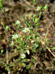 Ritzenbotanik: Quendel-Sandkraut (Arenaria serpyllifolia) an der A 620 in Alt-Saarbrücken