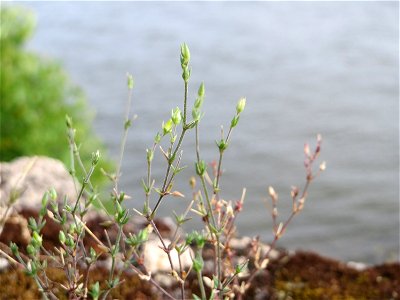 Ritzenbotanik: Quendel-Sandkraut (Arenaria serpyllifolia) auf der Stadtmauer am Rhein in Eltville