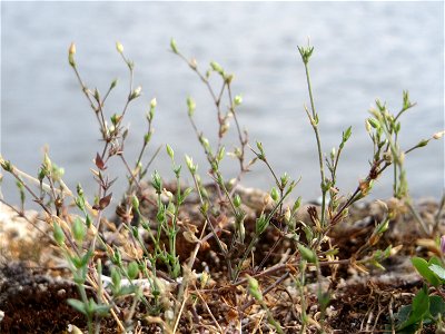Ritzenbotanik: Quendel-Sandkraut (Arenaria serpyllifolia) auf der Stadtmauer am Rhein in Eltville