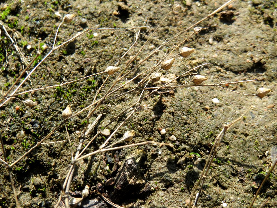 Mumienbotanik: Quendel-Sandkraut (Arenaria serpyllifolia) auf einer Streuobstwiese in Hockenheim