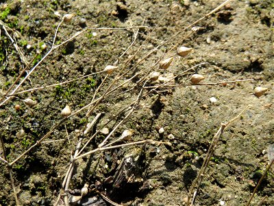 Mumienbotanik: Quendel-Sandkraut (Arenaria serpyllifolia) auf einer Streuobstwiese in Hockenheim