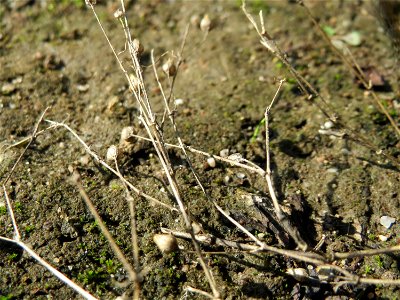 Mumienbotanik: Quendel-Sandkraut (Arenaria serpyllifolia) auf einer Streuobstwiese in Hockenheim