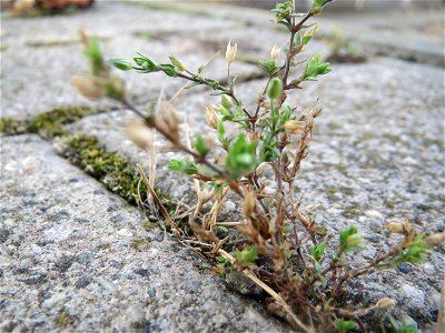 Quendel-Sandkraut (Arenaria serpyllifolia) am Bahnhof Bruchmühlbach-Miesau