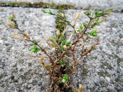 Quendel-Sandkraut (Arenaria serpyllifolia) am Bahnhof Bruchmühlbach-Miesau