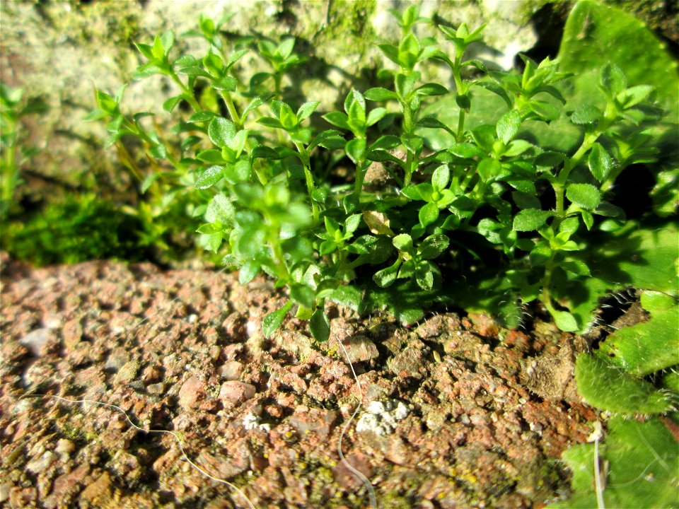 Ritzenbotanik: Das erste Quendel-Sandkraut (Arenaria serpyllifolia) an einer Hauswand in Hockenheim