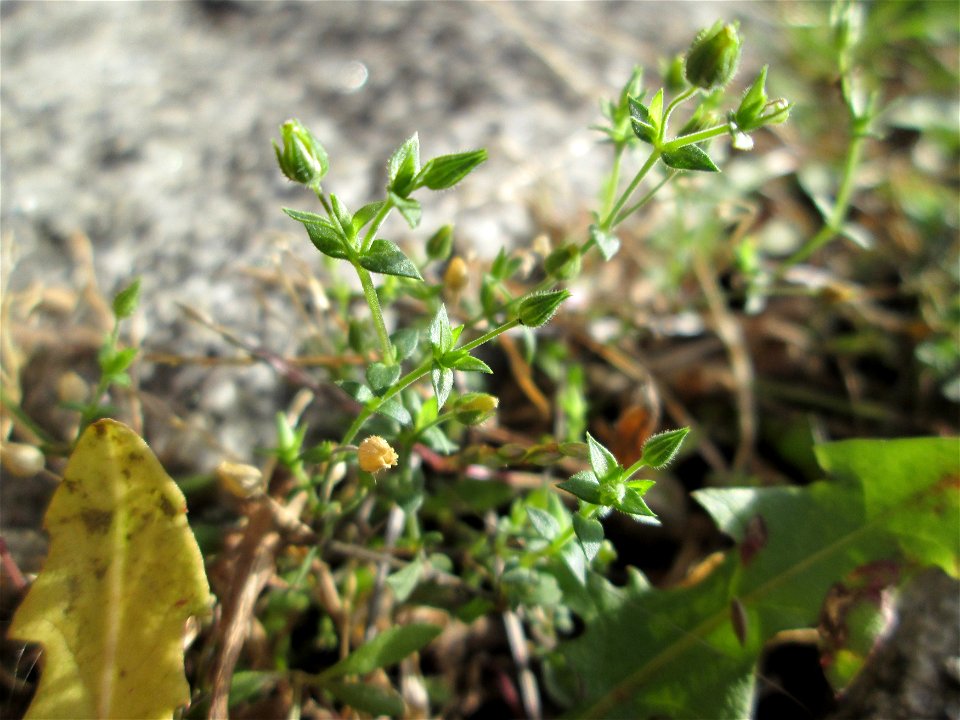 Quendel-Sandkraut (Arenaria serpyllifolia) am Schloss Mannheim