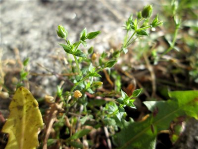 Quendel-Sandkraut (Arenaria serpyllifolia) am Schloss Mannheim