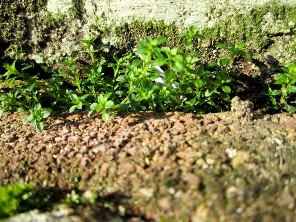 Ritzenbotanik: Das erste Quendel-Sandkraut (Arenaria serpyllifolia) an einer Hauswand in Hockenheim
