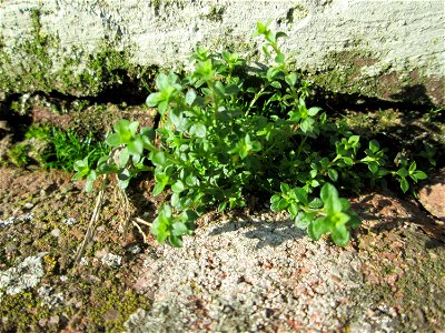 Ritzenbotanik: Das erste Quendel-Sandkraut (Arenaria serpyllifolia) an einer Hauswand in Hockenheim