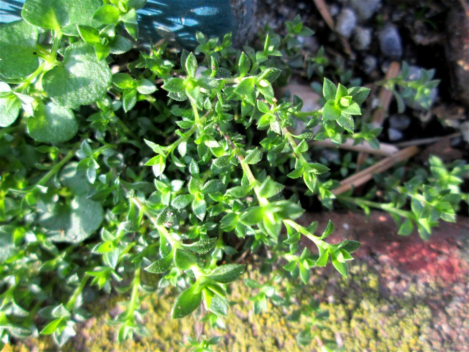Quendel-Sandkraut (Arenaria serpyllifolia) auf einem Bürgersteig in Hockenheim